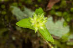 Sharplobe hepatica